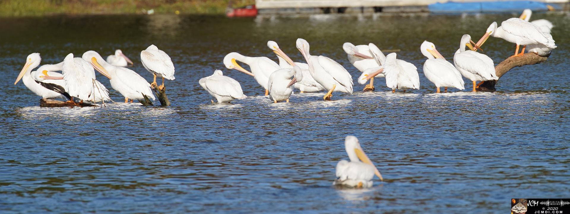 20201030 Old Hickory Lake TN Pelicans